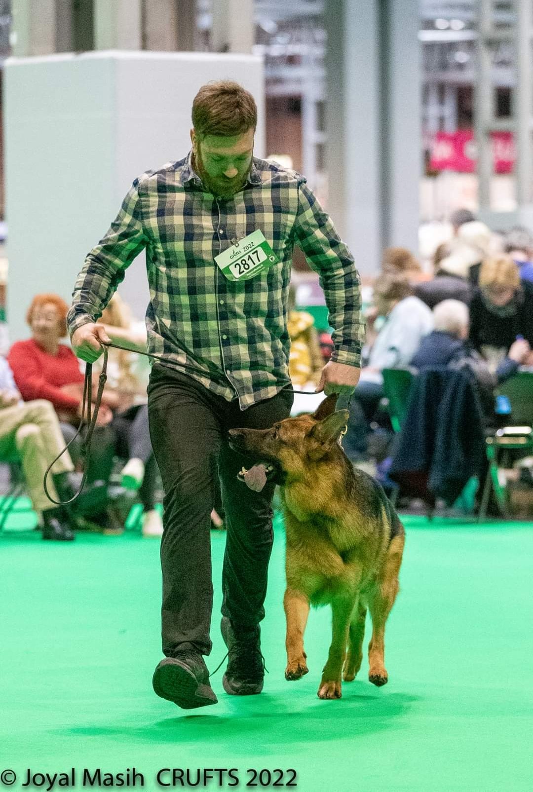 Scott Blair competing in obedience with a German Shepherd at Crufts 2022 — dog training in Edinburgh