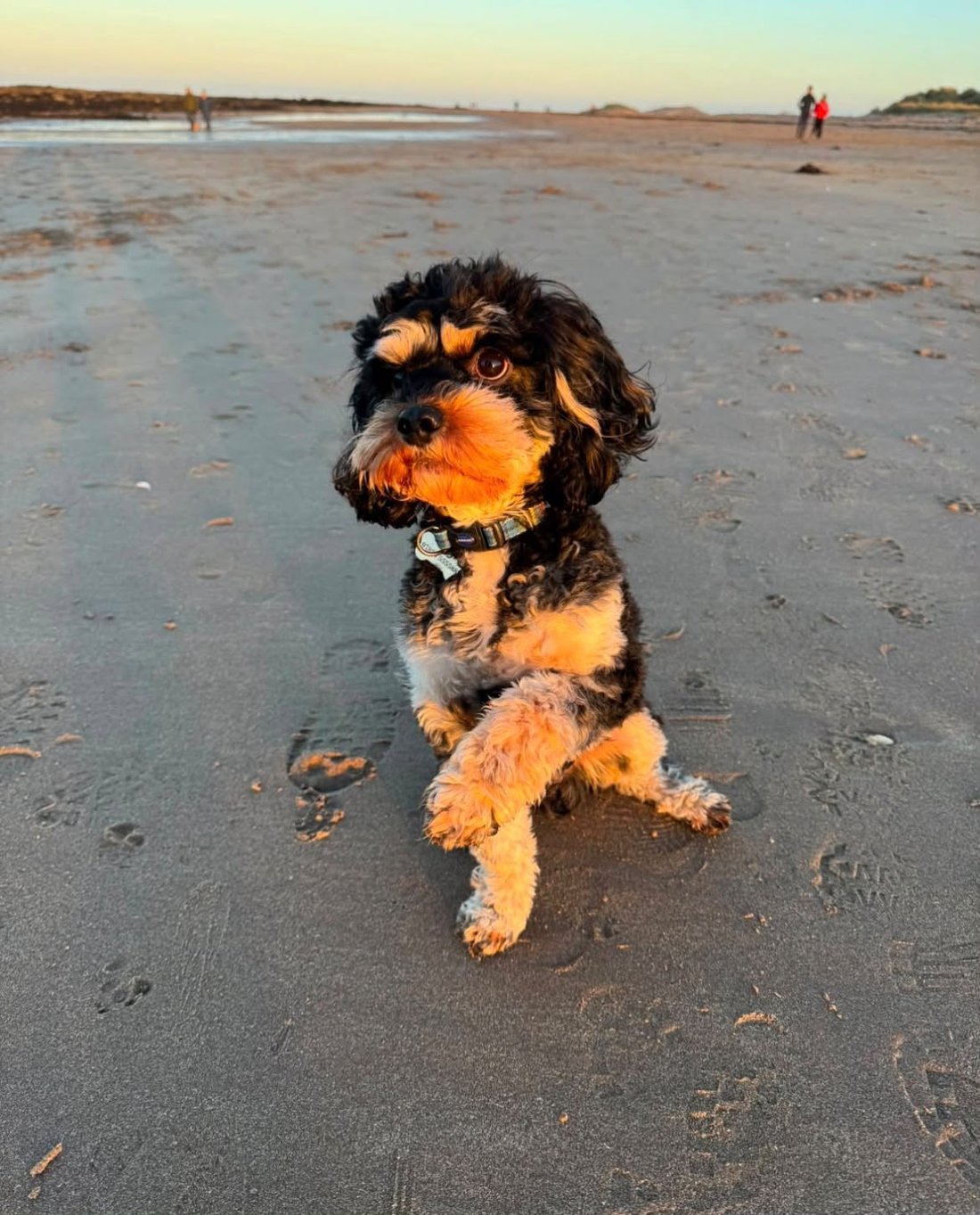 A happy cockapoo on a sunset beach walk near Edinburgh — Family First Canine
