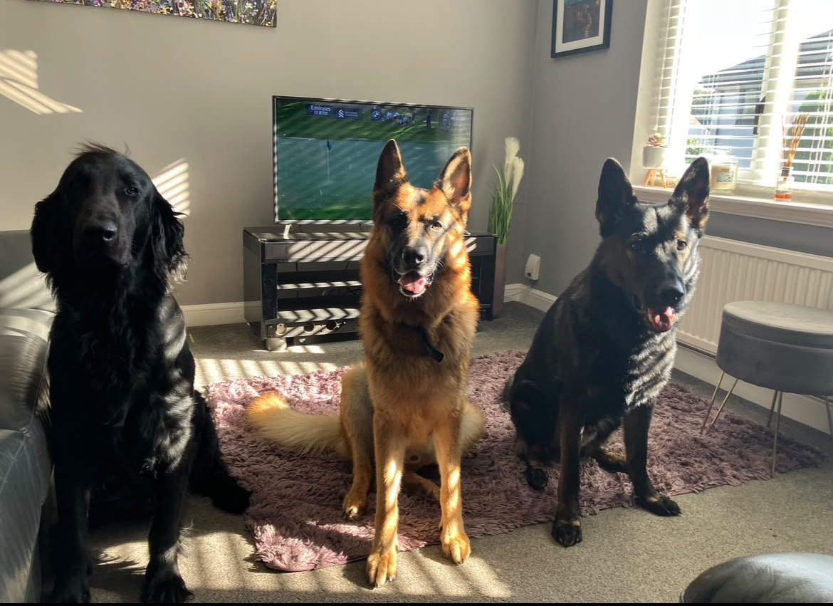 Three calm, well-trained family dogs relaxing together at home — Family First Canine, Edinburgh